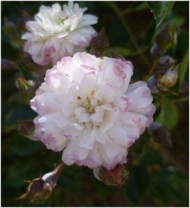 I later learned that it is an original rose at the mine and is called "Ladyfingers"