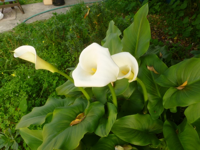 Callas. We have these scattered around the property. This one is under the part of the gigantea that needs major surgery.