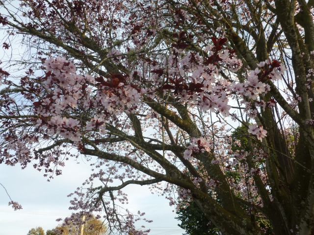 Our neighbors' flowering cherry-plum. This part hangs over our parking area.