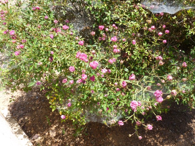 This Lawrenciana rose in Ione Cemetery is the one we have at the Heritage Rose Garden. Still doing well in both places.