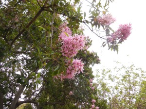 Closeup of the Cape Chestnut flowers