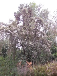 Lagunaria patersonia- Cow Itch Tree