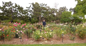 Gregg Lowery in the rose garden.