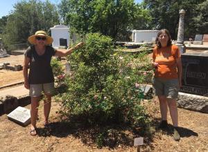 Beverly and me (wilting in the 100 degree heat) with Setina (cl. Hermosa"). It was protected from roundup by an encircling ring of oak seedlings. They've now been cut to the ground. The rose will probably regain its former 8' height now that it is in full sun.